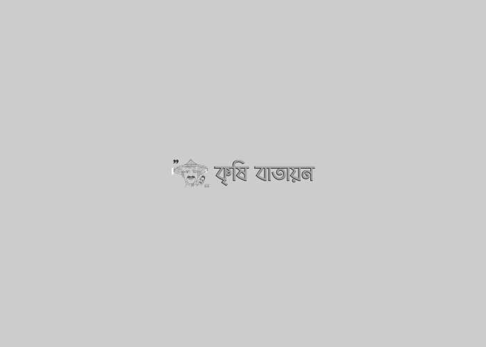 ভুট্টাচাষ হবিগঞ্জ সদরের অলিপুরের পুরাসুন্দায় চাষির নতুন আশার সঞ্চার,মোহাম্মদ কায়কোবাদ খান