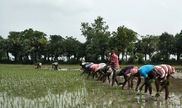 বরেন্দ্রে পুরোদমে আমন রোপন শুরু