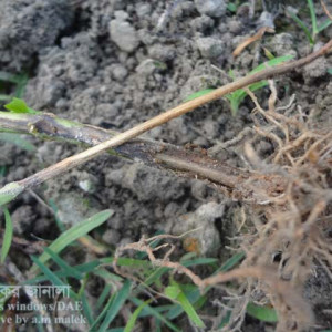 মিষ্টি মরিচের গোড়া পঁচা রোগ