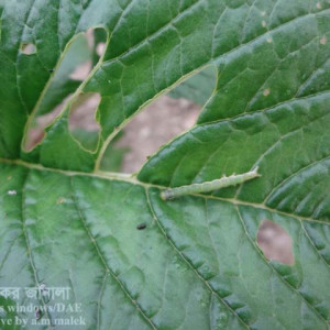 ডাটার ঘোড়া পোকা