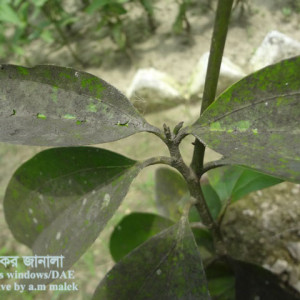 দারুচিনির শুটিমোল্ড রোগ