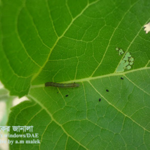 সূর্যমুখীর লেদা পোকা