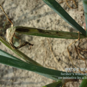 পেঁয়াজের লিফ ব্লচ রোগ