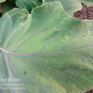 বেগুনের সাদা মাছি পোকা