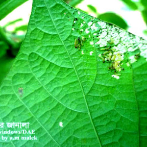 শিমের বিছা পোকা