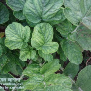 মূলার মোজাইক রোগ