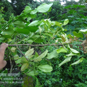 লেবু গাছের কান্ড ছিদ্রকারী পোকা