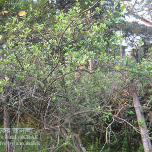 লেবুর আগামরা রোগ