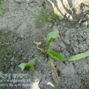 সুগারবিটের গোড়া পচা রোগ