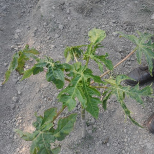 পেপের ভাইরাসজনিত মোজাইক রোগ